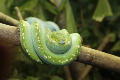 2017-04-17_004_Zoo-Augsburg_MP