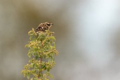 2017-05-31_01_Braunkehlchen_4020_RH