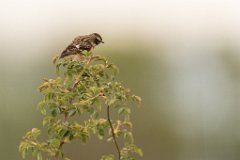 2017-05-31_02_Braunkehlchen_4046_RH