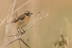 2017-05-31_03_Braunkehlchen_4063_RH