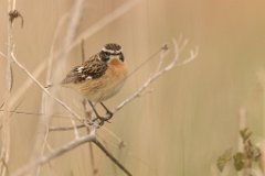 2017-05-31_04_Braunkehlchen_4068_RH