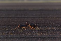 2017-05-31_05_Feldhasen_4089_RH