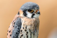 2017-05-31_06_Buntfalke_4240_RH