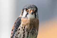 2017-05-31_07_Buntfalke_4253_RH