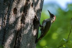 2017-05-31_08_Gruenspecht_4829_RH