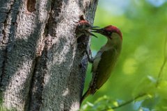 2017-05-31_09_Gruenspecht_4909_RH