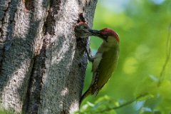 2017-05-31_10_Gruenspecht_4924_RH