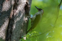 2017-05-31_11_Gruenspecht_5021_RH