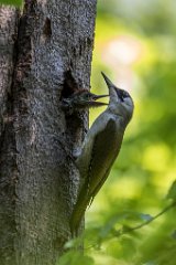 2017-05-31_12_Gruenspecht_5368_RH