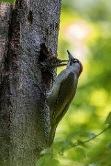 2017-05-31_13_Gruenspecht_5379_RH