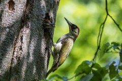 2017-05-31_14_Gruenspecht_5536_RH