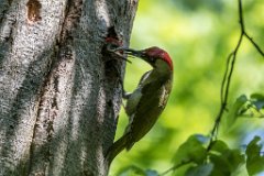 2017-05-31_15_Gruenspecht_5561_RH