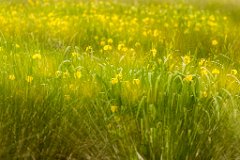 2017-05-31_16_Rotes_Moos_5744_RH