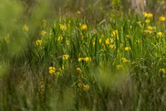 2017-05-31_17_Rotes_Moos_5749_RH