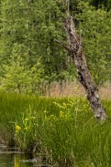 2017-05-31_18_Rotes_Moos_5754_RH