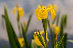 2017-05-31_19_Rotes_Moos_6032_RH