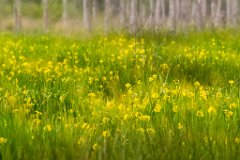 2017-05-31_20_Rotes_Moos_6041_RH