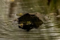 2017-05-31_21_Rotes_Moos_5781_RH