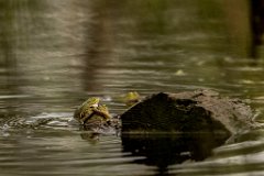 2017-05-31_22_Rotes_Moos_5809_RH