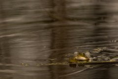 2017-05-31_23_Rotes_Moos_5972_RH