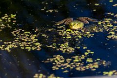 2017-05-31_24_Rotes_Moos_6067_RH