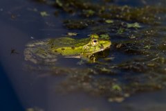 2017-05-31_25_Rotes_Moos_6080_RH