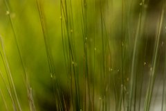 2017-05-31_26_Rotes_Moos_5822_RH