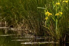 2017-05-31_27_Rotes_Moos_5987_RH