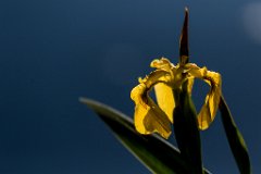 2017-05-31_28_Rotes_Moos_6113_RH