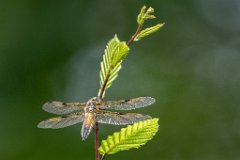 2017-05-31_31_Vierfleck_6012_RH