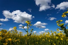 2017-05-02_011_Impressionen_Mai_WP