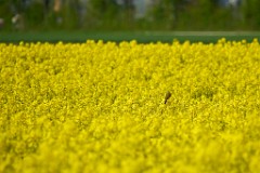 2017-05-03_016_Schafstelze_im_Rapsfeld_WP