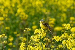 2017-05-03_017_Schafstelze_im_Rapsfeld_WP