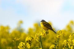 2017-05-03_018_Schafstelze_im_Rapsfeld_WP