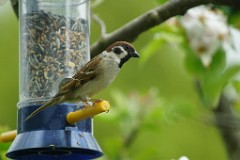 2017-05-03_019_Haussperling_WP