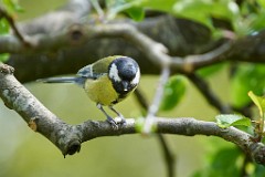 2017-05-05_020_Kohlmeise_mit_Sonnenblumenkern_WP