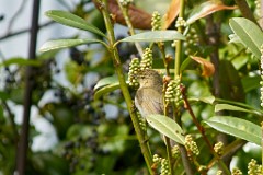 2017-05-05_021_Gartenrotschanz_Weibchen_WP