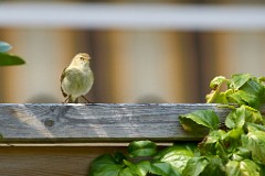 2017-05-05_023_Gartenrotschanz_Weibchen_WP