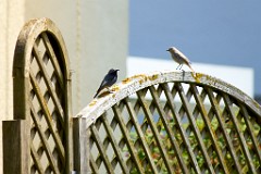 2017-05-06_022_Gartenrotschanz_Paerchen_WP