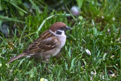 2017-05-09_024_Hausspatz_WP