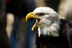 2017-05-13_000_Naturfototage_FFB_WP