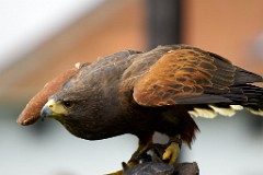 2017-05-13_007_Naturfototage_FFB_WP