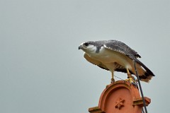 2017-05-13_008_Naturfototage_FFB_WP