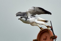 2017-05-13_009_Naturfototage_FFB_WP