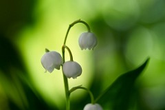 2017-05-13_025_Maigloeckchen_WP