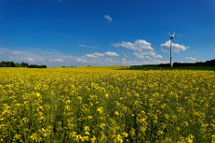 2017-05-22_026_Rapsfeld_Mai_WP