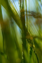 2017-05-22_027_Gerste_WP