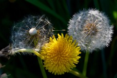 2017-05-22_028_Loewenzahn_drei_Entwicklungsstadien_WP