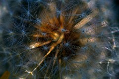 2017-05-22_029_Loewenzahn_Pusteblume_WP