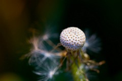 2017-05-22_030_Loewenzahn_verblueht_WP